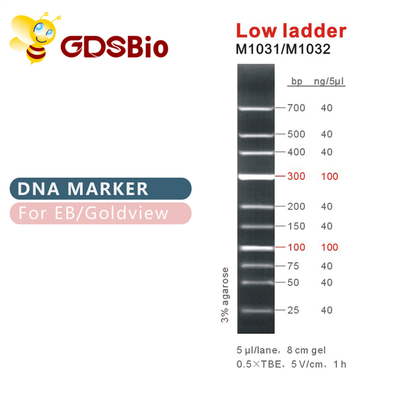 نشانگر DNA نردبان پایین M1031 (50μg)/M1032 (50μg×5)