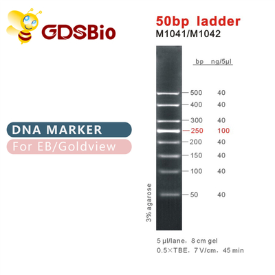 نشانگر DNA نردبانی 50bp M1041 (50μg)/M1042 (50μg×5)
