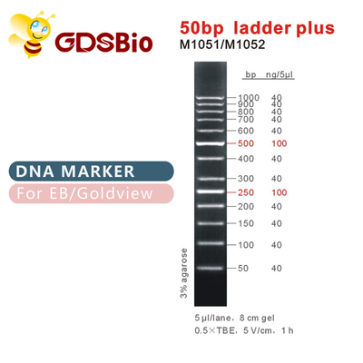 50bp نردبان پلاس DNA نشانگر M1051 (50μg)/M1052 (50μg×5)