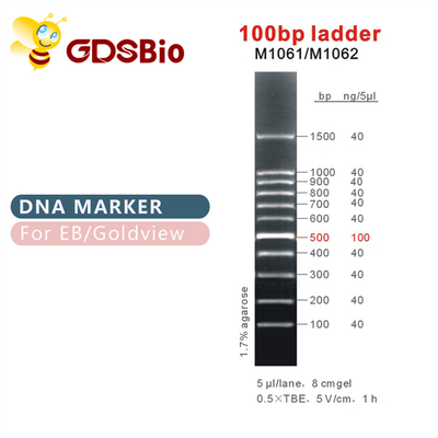 100bp نردبان DNA نشانگر M1061 (50μg)/M1062 (50μg×5)