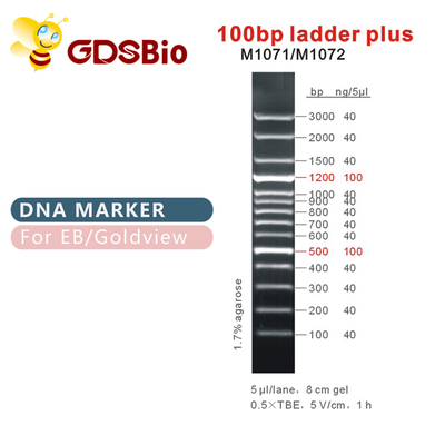 100bp نردبان پلاس DNA نشانگر M1071 (50μg)/M1072 (50μg×5)