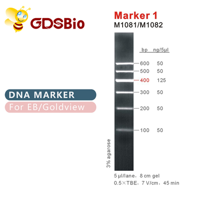 نشانگر 1 نردبان DNA M1081 (50μg)/M1082 (50μg×5)