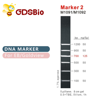 نشانگر 2 DNA ladder M1091 ​​(50μg)/M1092 (50μg×5)