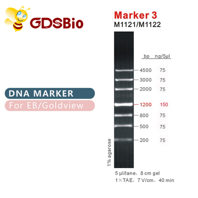 نشانگر 3 DNA ladder M1121 (50μg)/M1122 (5×50μg)