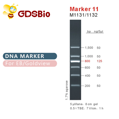 نشانگر 11 DNA ladder M1131 (50μg)/M1132 (5×50μg)
