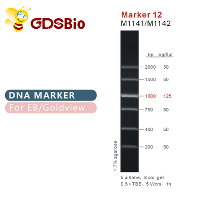 نشانگر 12 DNA ladder M1141 (50μg)/M1142 (5×50μg)