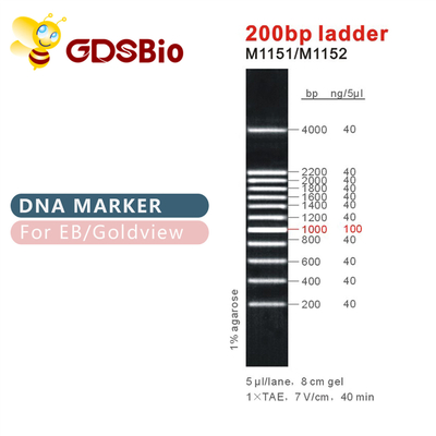 نشانگر DNA نردبانی 200bp M1151 (50μg)/M1152 (5×50μg)