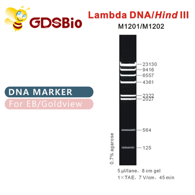 نردبان نشانگر DNA λDNA/Hind Ⅲ M1201 (50μg)/M1202 (5×50μg)