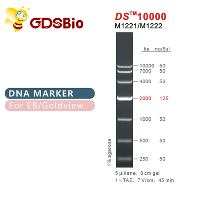 نردبان نشانگر DNA DS10000 M1221 (50μg)/M1222 (5×50μg)