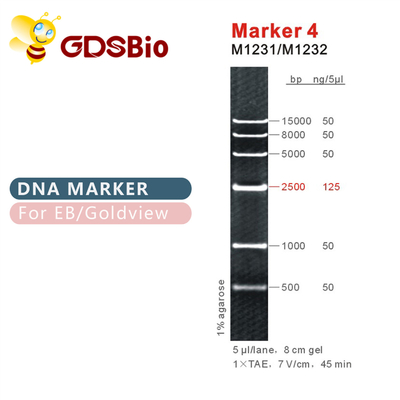 نشانگر 4 DNA ladder M1231 (50μg)/M1232 (5×50μg)
