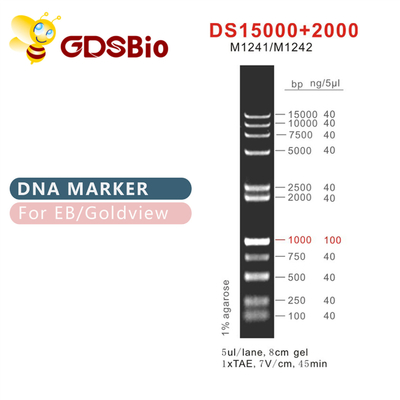 نردبان نشانگر DNA DS 15000+2000 M1241 (50μg)/M1242 (5×50μg)