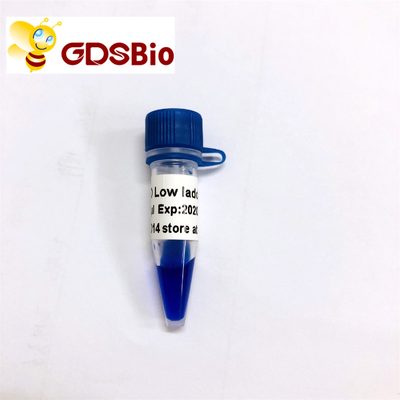 نشانگر LD Low Ladder DNA LM1031 (60 آمادگی)/LM1032 (60 Preps×3)