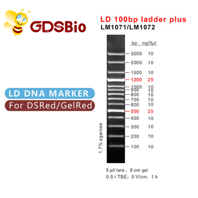 الکتروفورز 60 Preps LD 100bp Ladder Plus DNA Marker