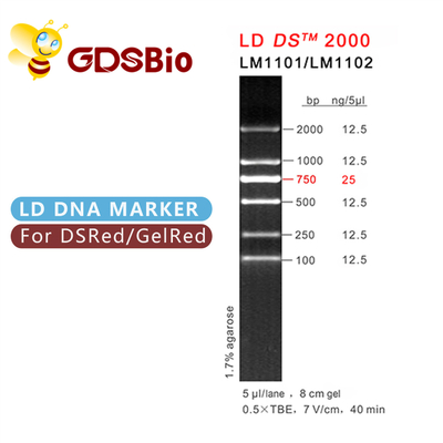 Reagents High Purity LD DS 2000 DNA Marker Gel Electrophoresis 60 Preps