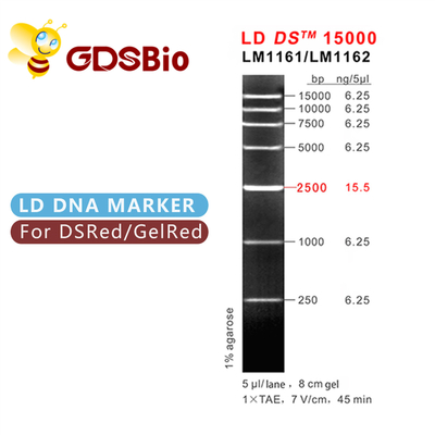 نردبان نشانگر DNA LD DS 15000bp 15kb LM1161 (50 آماده سازی)/LM1162 (50 Preps×5)