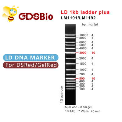 الکتروفورز نشانگر DNA 1000bp , الکتروفورز ژل 1 کیلوبایت Dna Ladder