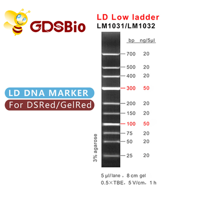 الکتروفورز 100bp 300bp LD Low Ladder DNA Marker