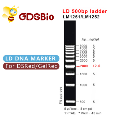 500bp LD DNA Ladder ژل الکتروفورز 60 آماده سازی