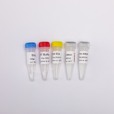 R1031 GDSBio RT Mix for QPCR Reverse Transcriptase PCR Reagents